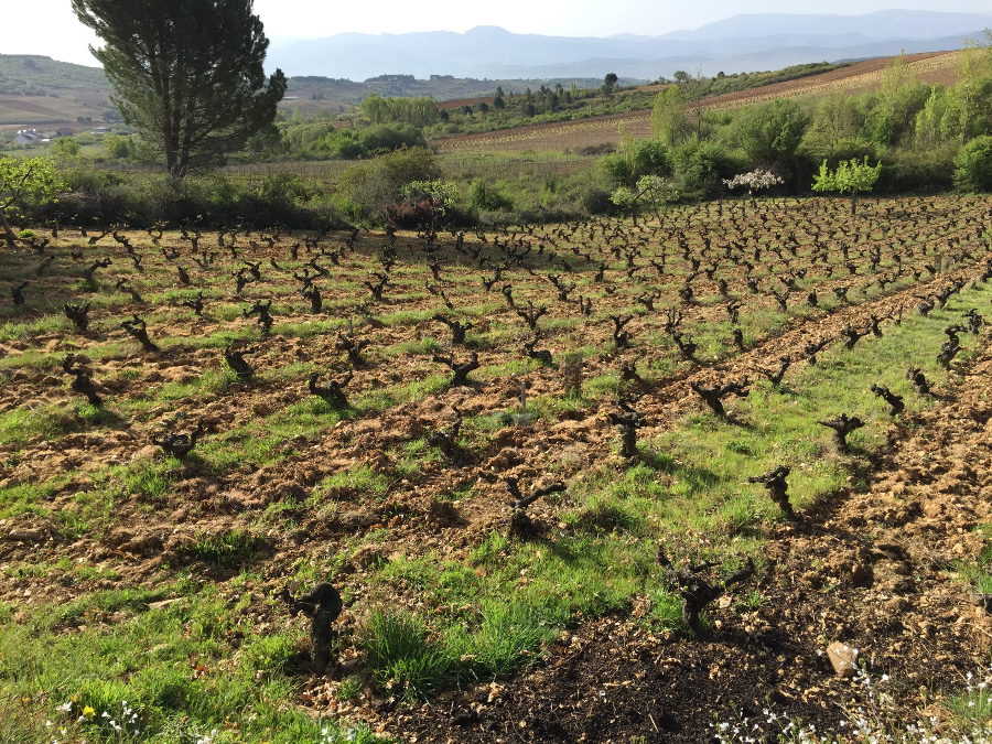 Weinreben auf einer Wiese