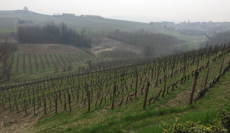 Barolo2w