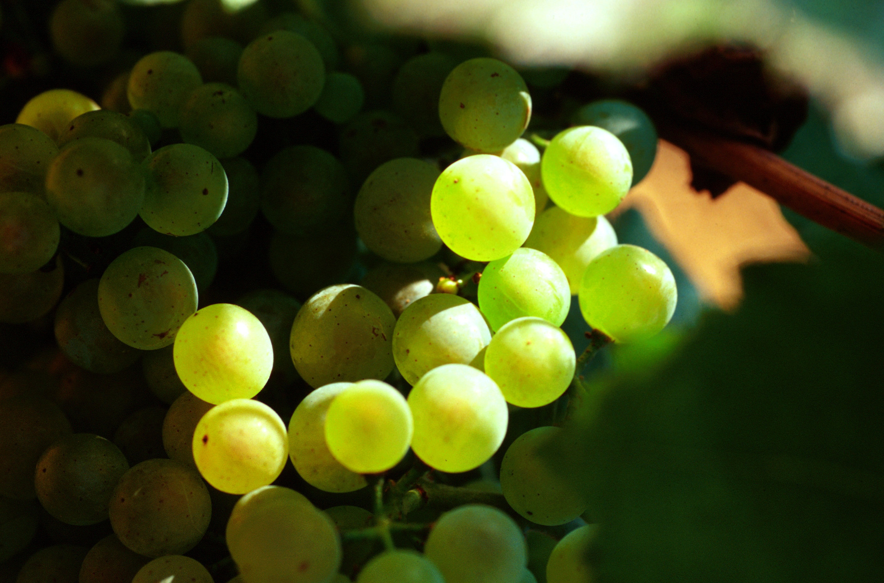 DER Chardonnay! Copyright BIVB