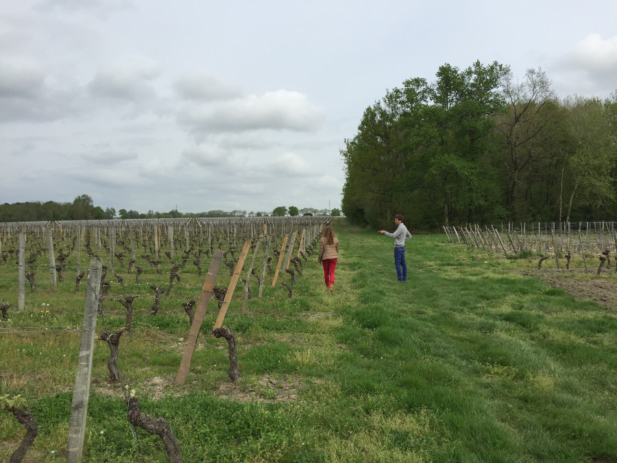 Lebendiger Boden und alte Rebstöcke mit Julien Mingot - April 2015
