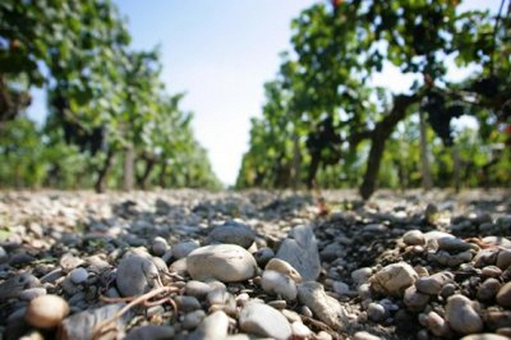  Weinberg mit feinen, sehr kargen Kieselsteinen