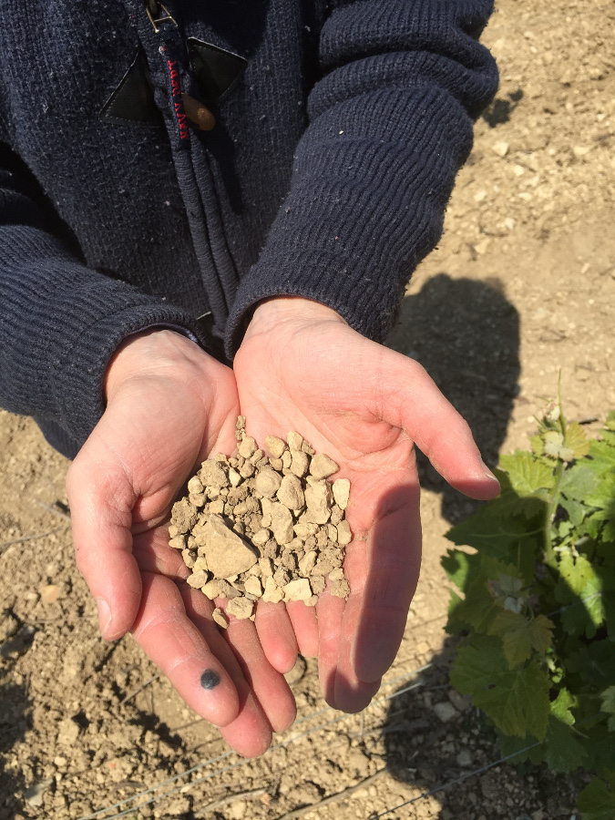 Les Caillottes von Sancerre (verwitterte Kreide)